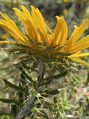 Berkheya angustifolia