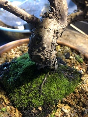 Juniperus procumbens