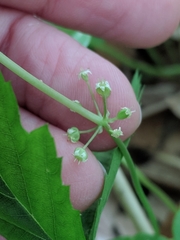 Hydrocotyle tribotrys