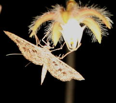 Nausinoe geometralis