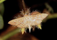 Nausinoe geometralis