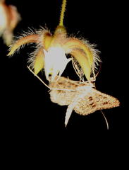 Nausinoe geometralis
