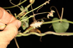 Nausinoe geometralis