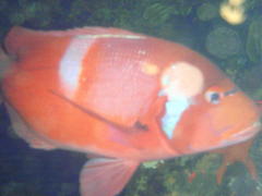 Chrysoblephus laticeps