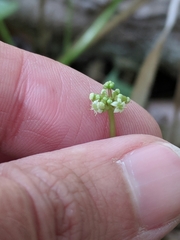 Hydrocotyle tribotrys