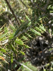 Berkheya angustifolia