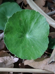 Hydrocotyle tribotrys
