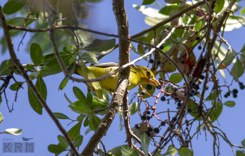 Piranga ludoviciana image