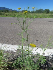 Hymenothrix wislizeni