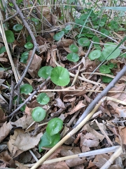 Hydrocotyle tribotrys