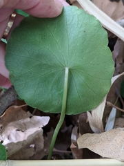 Hydrocotyle tribotrys