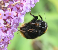 Bombus