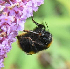 Bombus