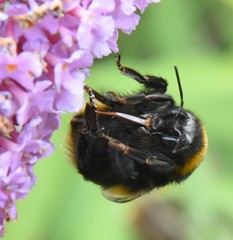 Bombus