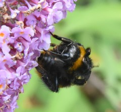 Bombus