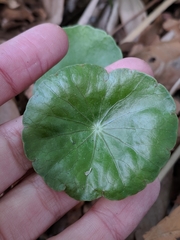Hydrocotyle tribotrys