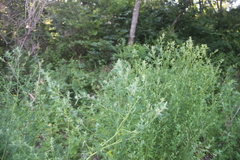 Chenopodium bryoniifolium