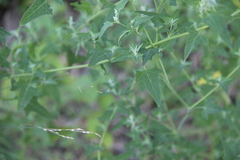 Chenopodium bryoniifolium