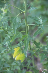 Chenopodium bryoniifolium