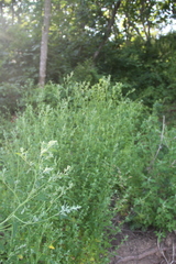 Chenopodium bryoniifolium