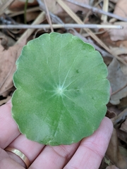 Hydrocotyle tribotrys