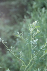 Chenopodium bryoniifolium