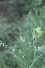 Chenopodium bryoniifolium