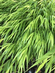 Hakonechloa macra