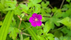 Geranium nepalense thunbergii