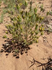 Cordylanthus wrightii tenuifolius