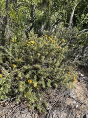 Berkheya angustifolia
