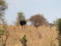 Struthio molybdophanes