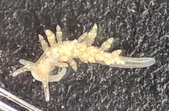 Eubranchus rupium