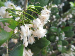 Tricalysia sonderiana