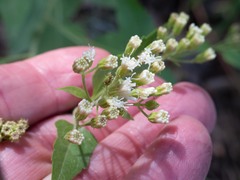 Ageratina herbacea