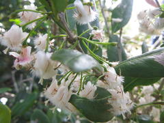 Tricalysia sonderiana