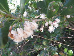 Tricalysia sonderiana
