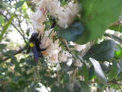 Tricalysia sonderiana