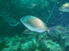 Pachymetopon blochii