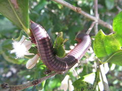 Tricalysia sonderiana