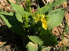 Hypoxis colchicifolia