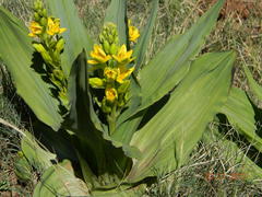 Hypoxis colchicifolia