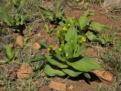 Hypoxis colchicifolia