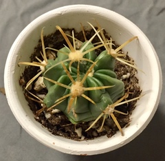 Ferocactus diguetii