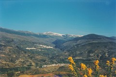 Adenocarpus decorticans