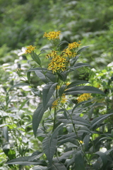 Senecio nemorensis
