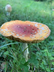 Amanita muscaria