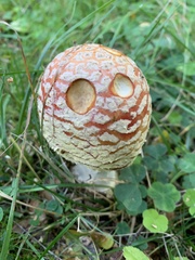 Amanita muscaria