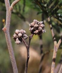 Dasineura rubiformis