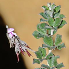 Indigofera mauritanica